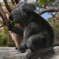 DAZ3D ~ Poser : Koala